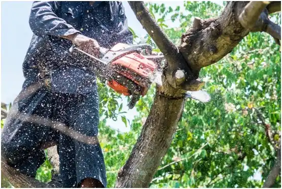 tree services Lamboglia